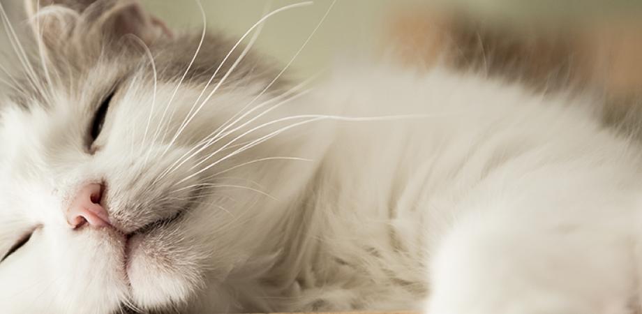 Tilaa Lounea Kotipuhelin